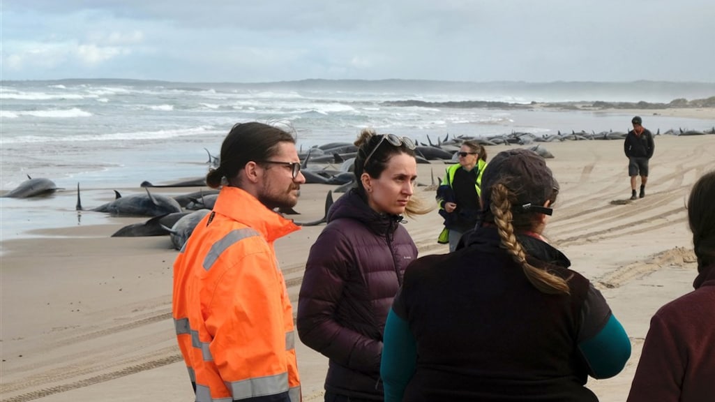 De dieren terug in zee krijgen blijkt erg lastig.