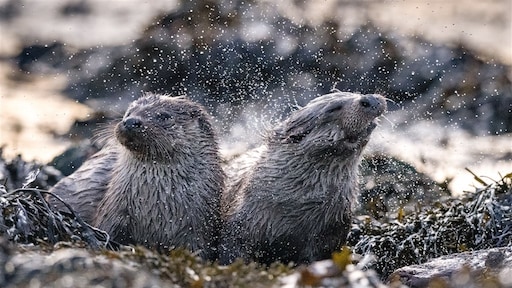 Otters gespot in hartje Alkmaar: 'Erg bijzonder'