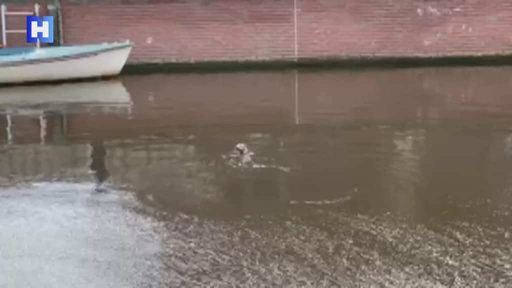 Van der Horst maakte beelden van één van de otters in de Schelphoekgracht.
