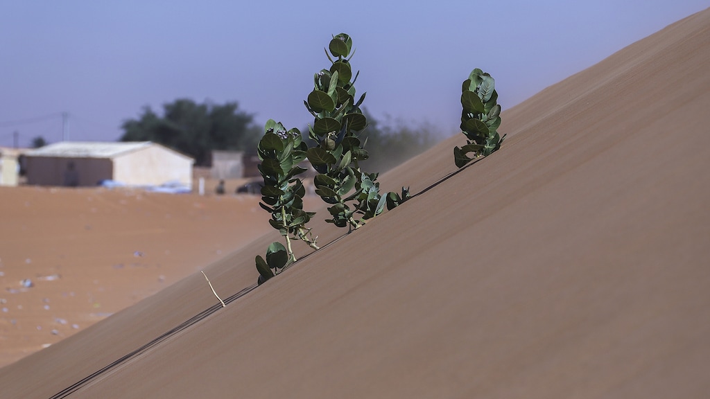 De opwaaiende zandduinen veranderen vruchtbare gebieden in droge woestijnen.
