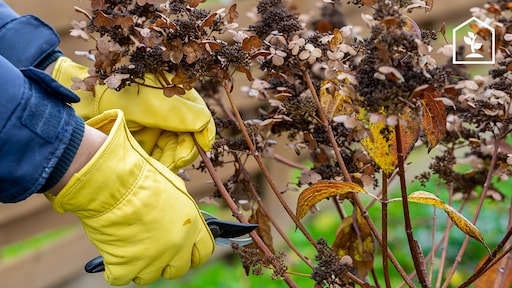 Deze planten kun je het beste in maart snoeien