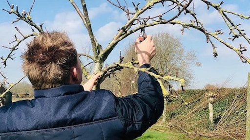 Fruitbomen snoeien: laatste kans voor een overvloedige oogst
