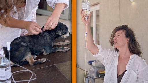 Jacobien brengt zelf infuus bij hond aan in DGZW: 'Heb het de dierenarts zien doen'