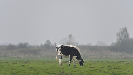 Wettelijke stikstofdoelen worden niet gehaald, 'ver buiten bereik'
