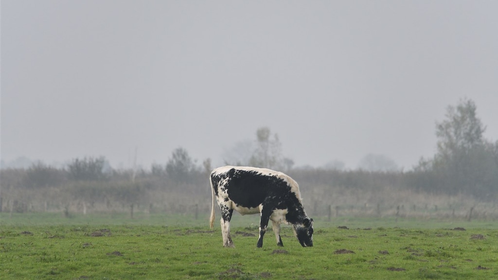 Wettelijke stikstofdoelen worden niet gehaald, 'ver buiten bereik'