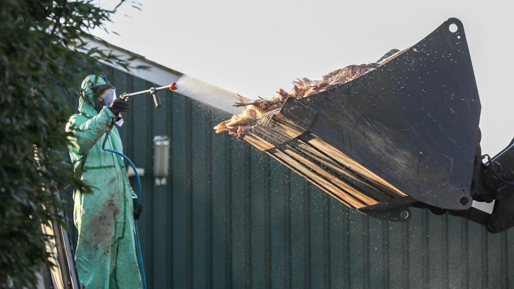 25.000 legkippen werden eind januari in Idsegahuizum geruimd.