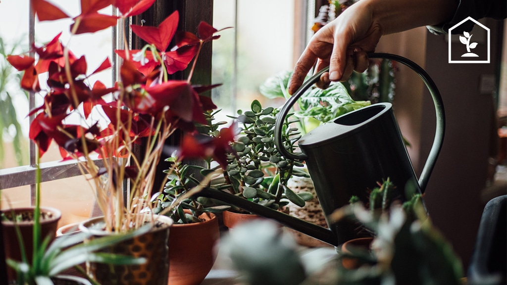 Tips van Tom Groot: Zo weet je wanneer je plant voldoende water heeft