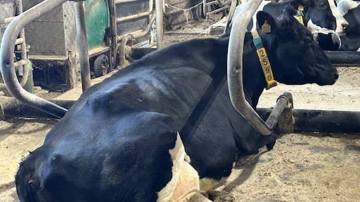 Koe Berta in Leeuwarden stoot minder methaan uit, en haar kalfjes straks ook