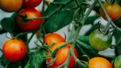 Deze zomer tomaten plukken? Begin dan deze maand met zaaien