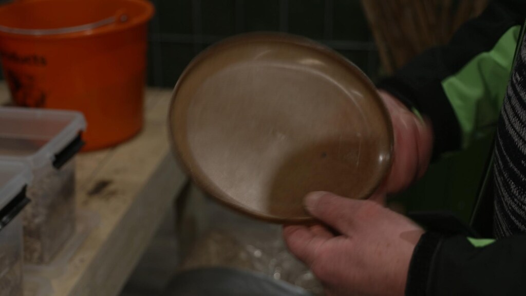 Festivalbordjes kunnen met het mammoetgras worden gemaakt.