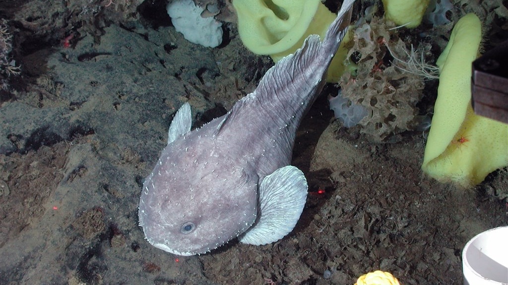 Een blobvis in zijn normale vorm.