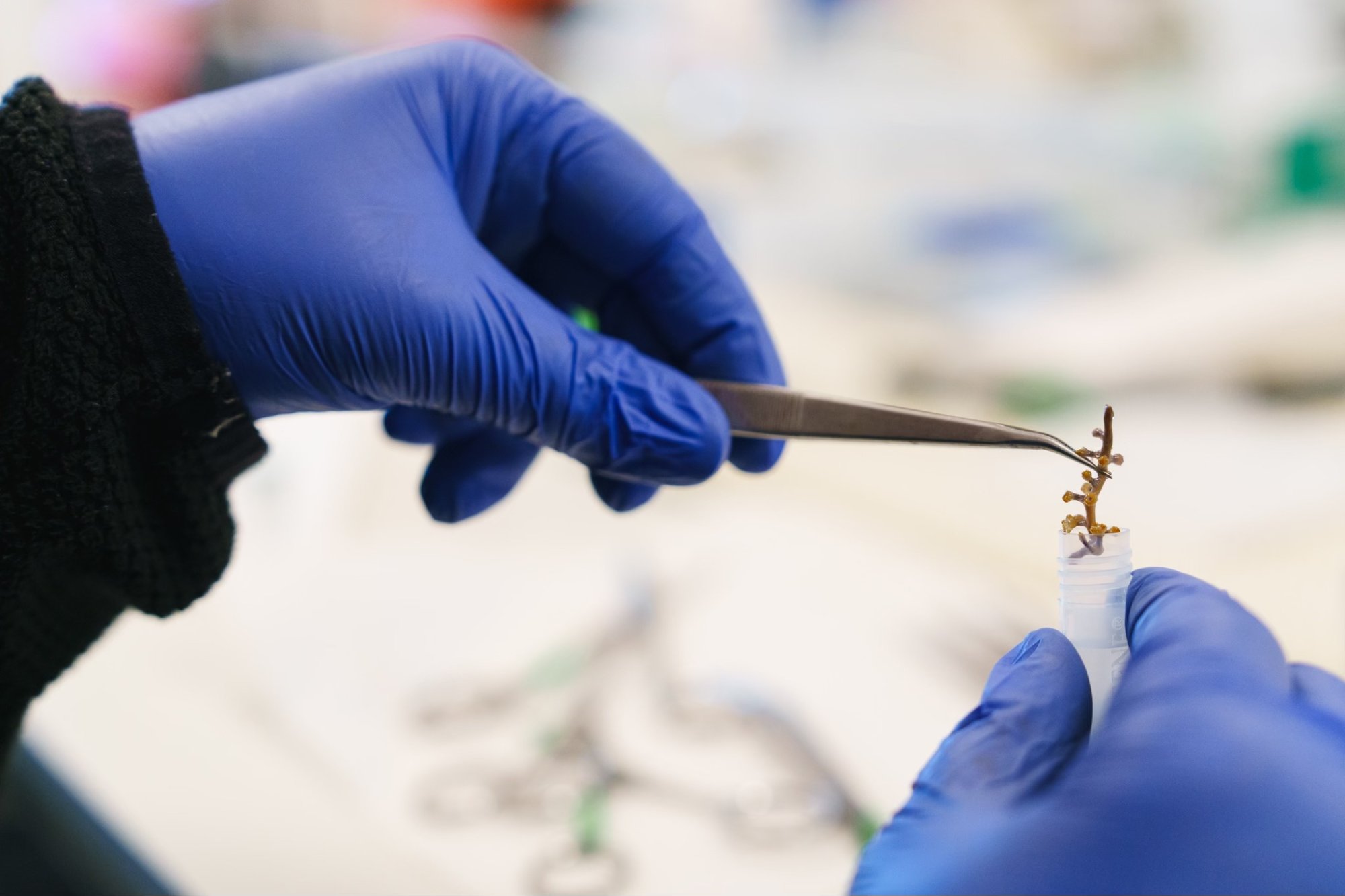 Een wetenschapper van Schmidt Ocean Institute.