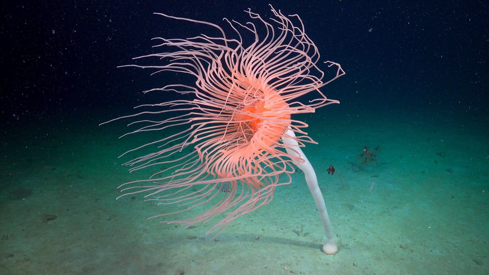Een van de onderzochte soorten op de zeebodem.