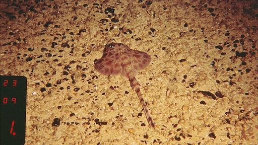 Geschokte reacties op aankondiging diepzeemijnbouw buiten VN om