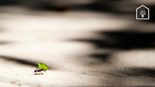 Mieren buiten de deur houden? Dit speelgoed helpt