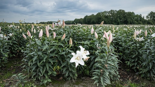 Raad van State: schadelijke gevolgen pesticiden op natuur niet uitgesloten
