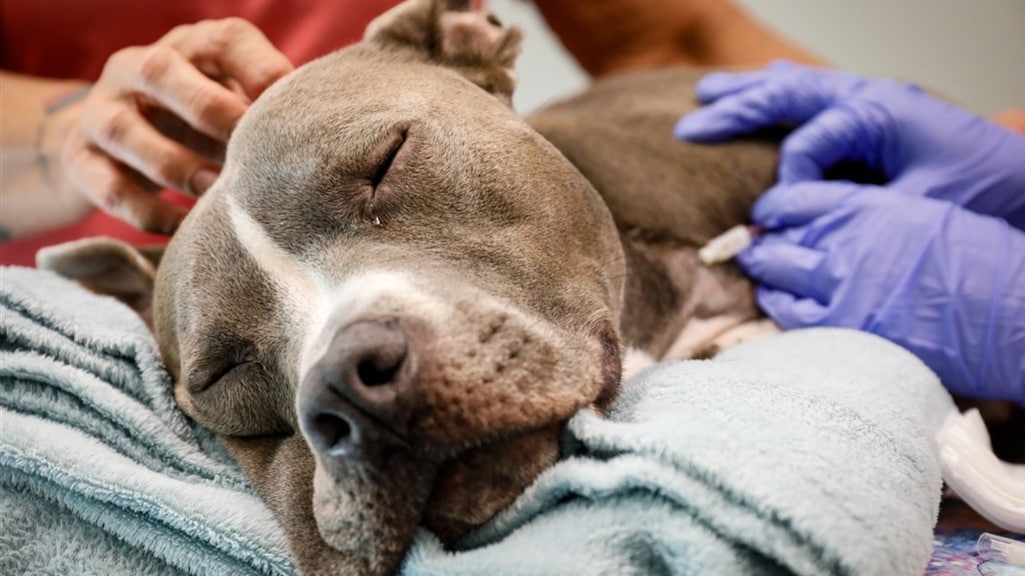 Spoedzorg dierenartsen fors duurder, baasjes vaak verrast door torenhoge kosten