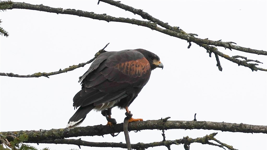 De woestijnbuizerd die gevangen is.