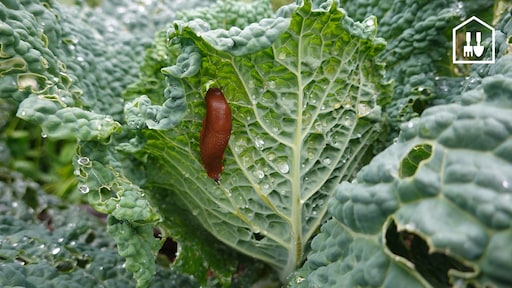 Slakkenplaag voorkomen? Ga met een hoofdlamp de tuin in