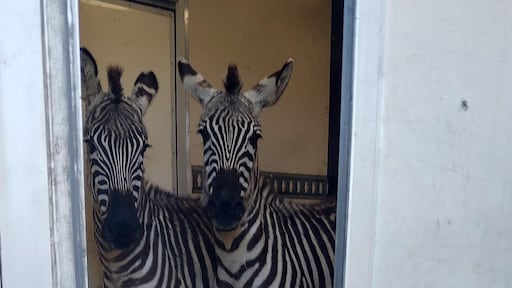Twee mannen met wagen vol exotische dieren aangehouden bij Duitse grens