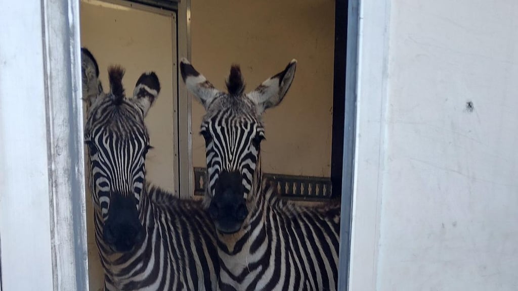 Twee mannen met wagen vol exotische dieren aangehouden bij Duitse grens