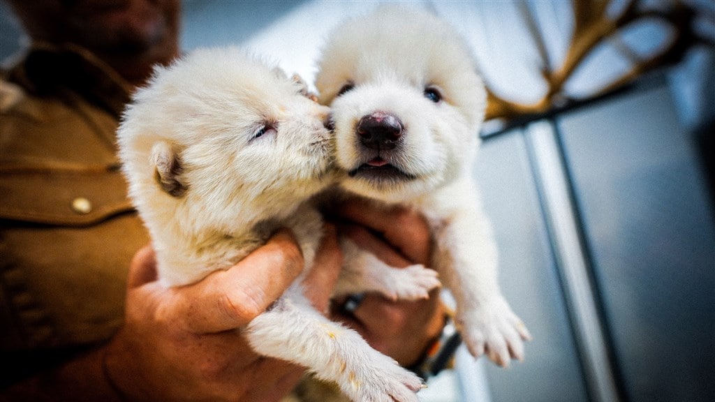 Voor het eerst uitgestorven diersoort tot leven gewekt: 'Technisch hoogstandje'