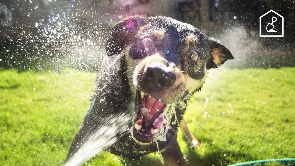 Tuin sproeien: zoveel kost één sproeibeurt (en zo vaak 'moet' je sproeien)