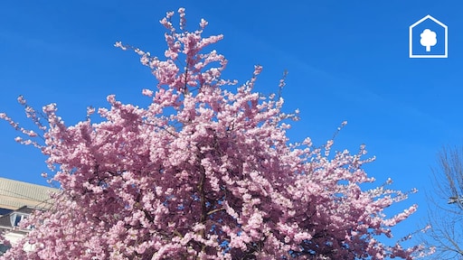 Wil jij ook bloesem in de tuin volgend jaar? Dit is waar je op moet letten