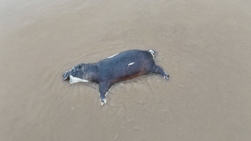 Tientallen nijlpaarden dood door miltvuur in Congo