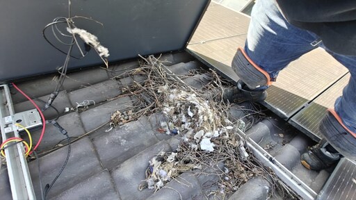 Vogelwering bij zonnepanelen om brandveiligheid niet altijd nodig: 'Bangmakerij'