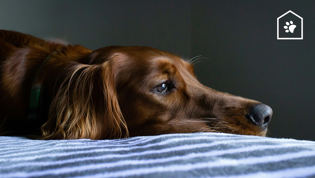 Met deze 4 tips voelt je hond zich minder eenzaam als hij alleen thuis is