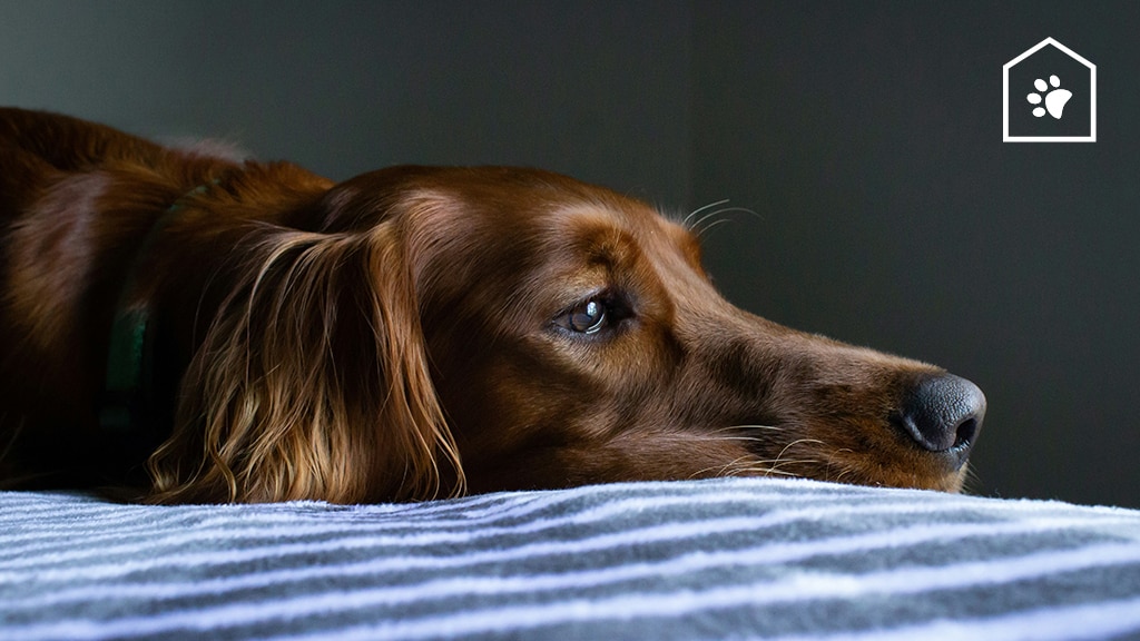 Met deze 4 tips voelt je hond zich minder eenzaam als hij alleen thuis is