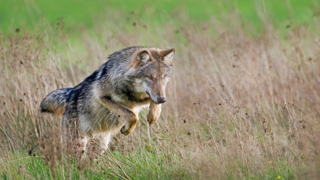 Hardloopster op Hoge Veluwe gebeten, provincie denkt door wolf