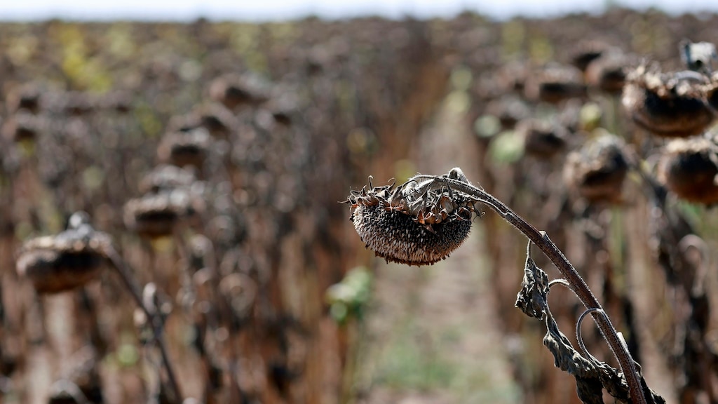 Europa is het snelst opwarmende continent op aarde, sterk contrast tussen westen en oosten