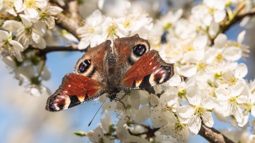 Wisselvallig weekje, met flinke temperatuurschommelingen