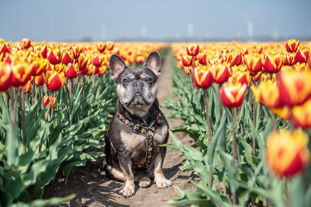 De hond van Katja, bovenaan het artikel de hond van Leonne