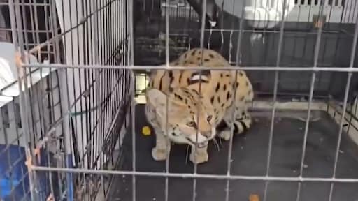 'Topje van de ijsberg': echtpaar gearresteerd om verkoop wilde katten op sociale media