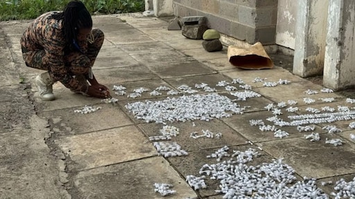 Mannen proberen zeer gewilde mieren Kenia uit te smokkelen