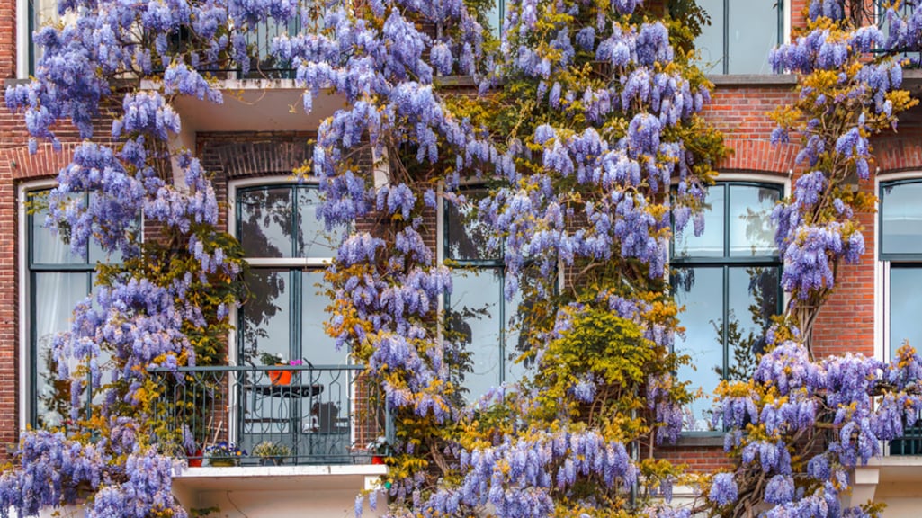 Voor- én nadelen van de blauwe regen, 'de python onder de klimplanten'