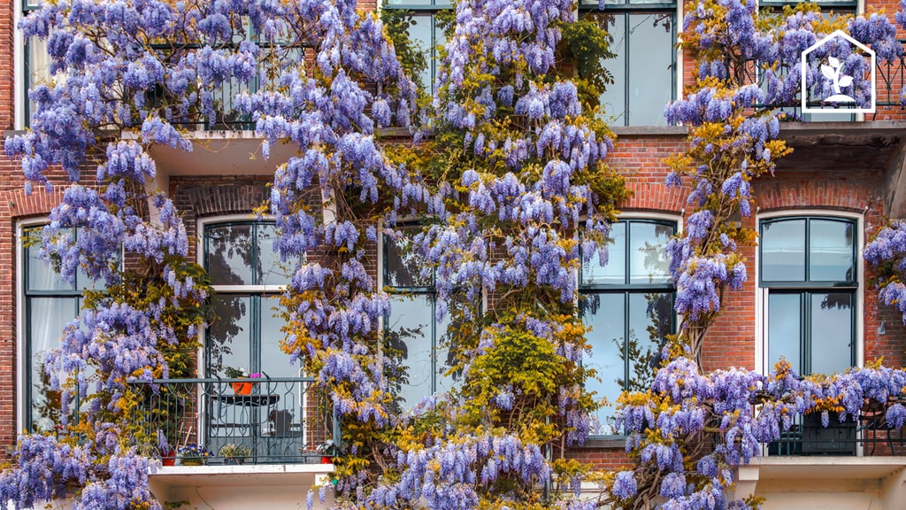 Voor- én nadelen van de blauwe regen, 'de python onder de klimplanten'