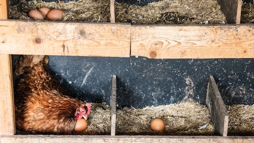 Waarom zijn vrije-uitloopeieren wel veilig om te eten? En nog 3 vragen over PFAS