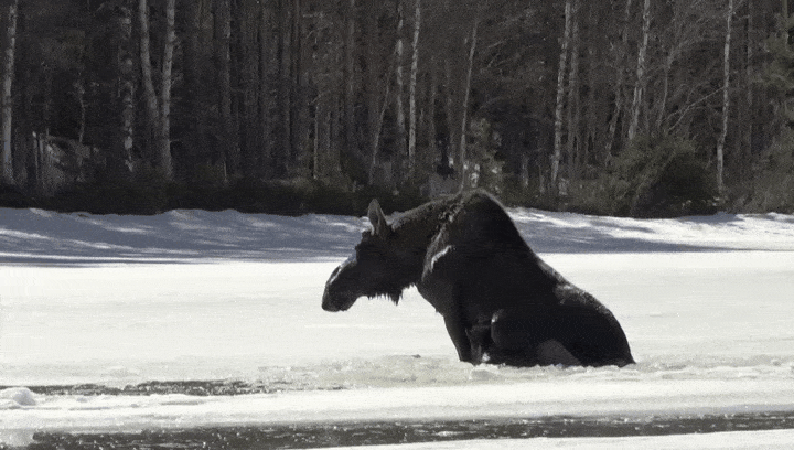 Miljoenen mensen kijken naar elanden via livestream: 'Pak de snacks, ik zit er klaar voor'