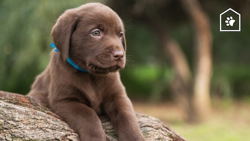 Een puppy in huis? Dierenarts Piet deelt zijn belangrijkste tips