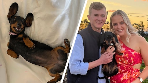 Vermiste teckel Valerie na 529 dagen in Australische wildernis gevonden