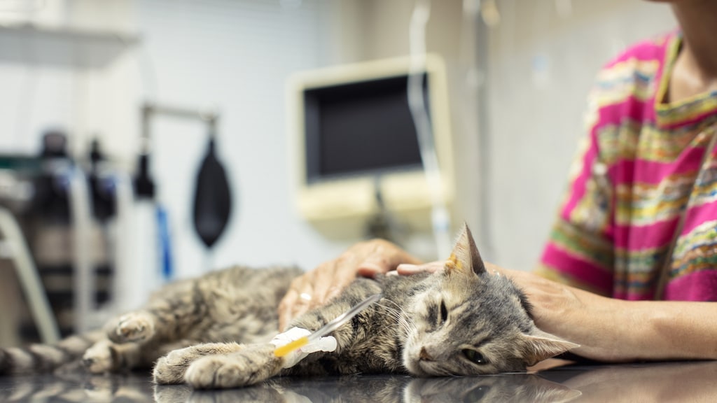 Zo herken je of je kat groene aanslagreiniger op heeft