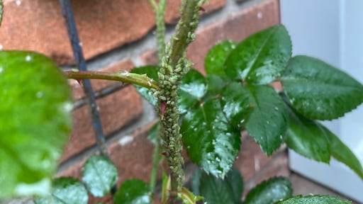 Bladluis in de tuin? Dit is waarom je je geen zorgen hoeft te maken: 'Minder schadelijk dan je denkt'