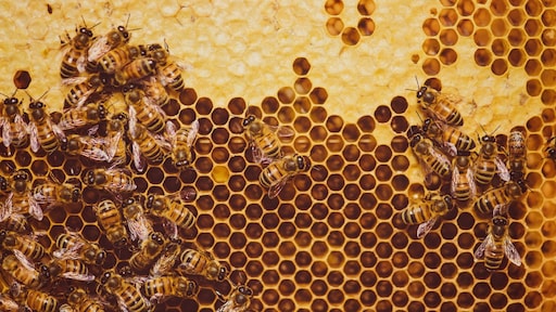 Hommel- of bijennest in de tuin? Dit kun je doen