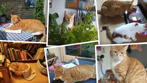 Rode kater leidde jarenlang dubbelleven, ontdekken beide baasjes na verhuizing