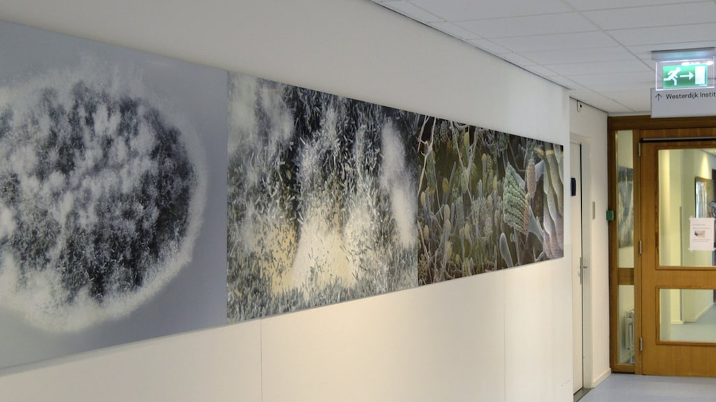 De uitvergroting in het Westerdijk Institute.