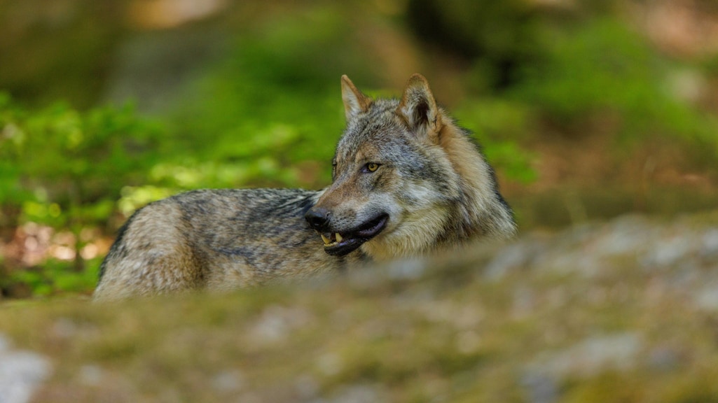 Woede over afschieten 'probleemwolf' Gelderland, dierenrechtenorganisaties naar de rechter